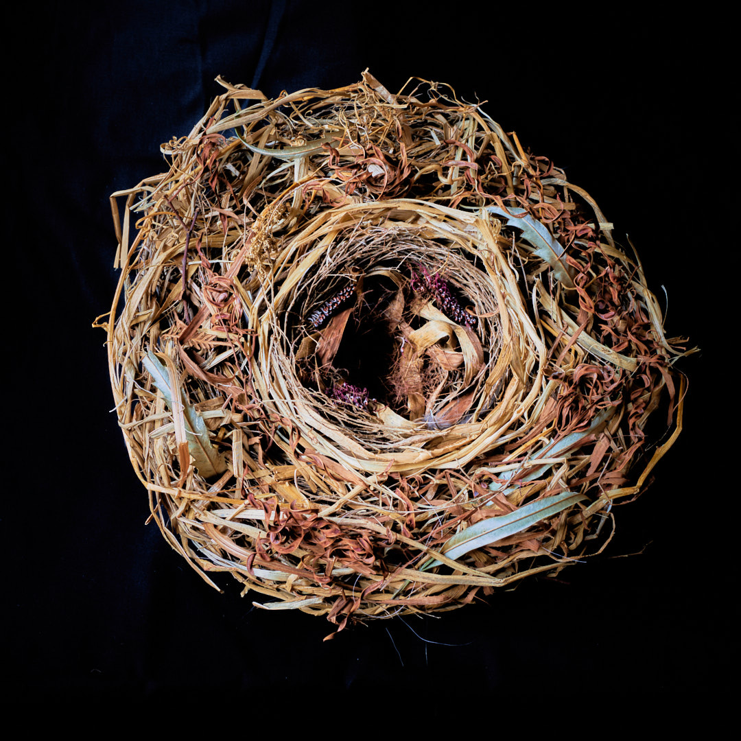 Nest Sculpture, Sustainable Artwork by Zora Verona - Titled Master of Song, Nest of the Song Sparrow