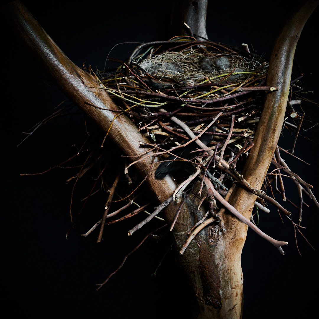 Nest Sculpture, Sustainable Artwork by Zora Verona - Ode to a Magpie