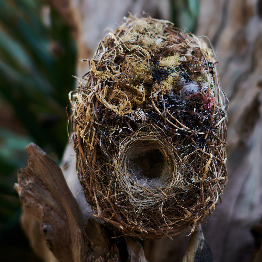 Nest Sculpture, Sustainable Artwork by Zora Verona - Coastal Wren Nest