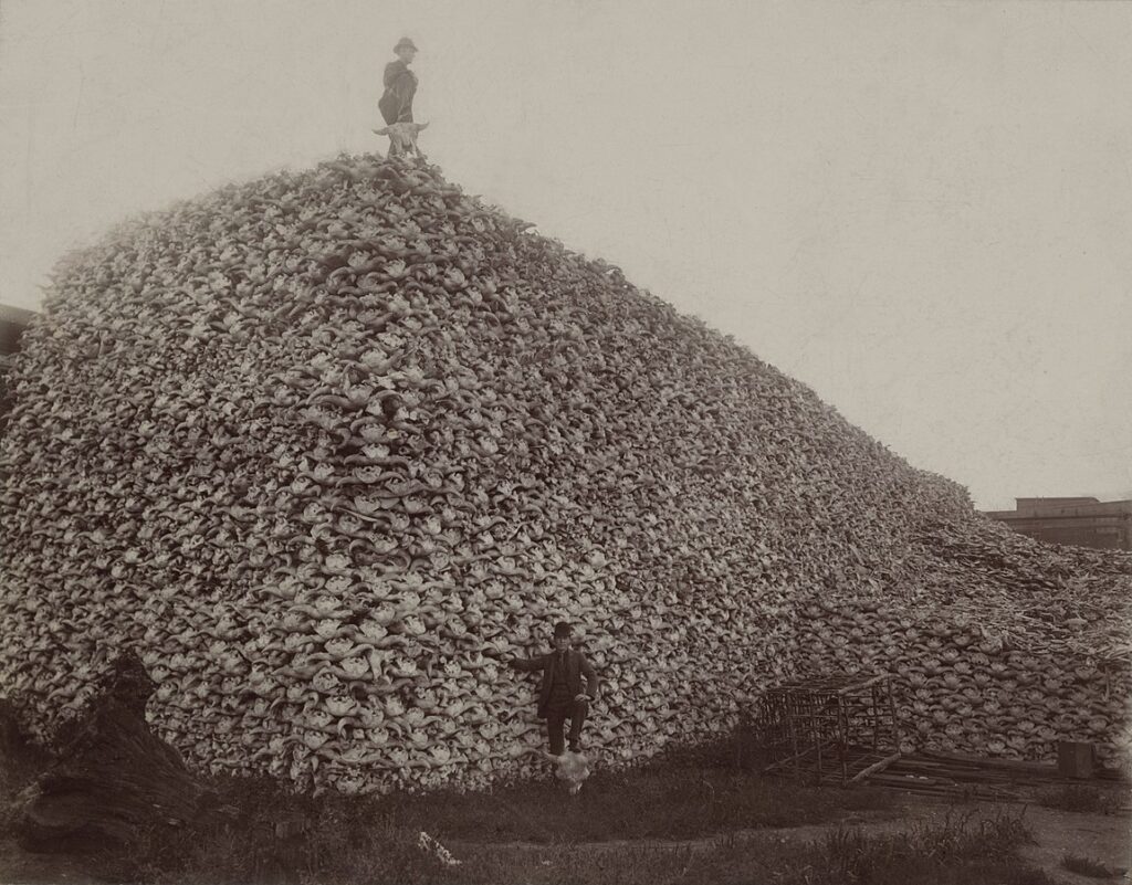 Photograph from 1892 of a pile of American bison skulls in Detroit (MI) waiting to be ground for fertilizer or charcoal.