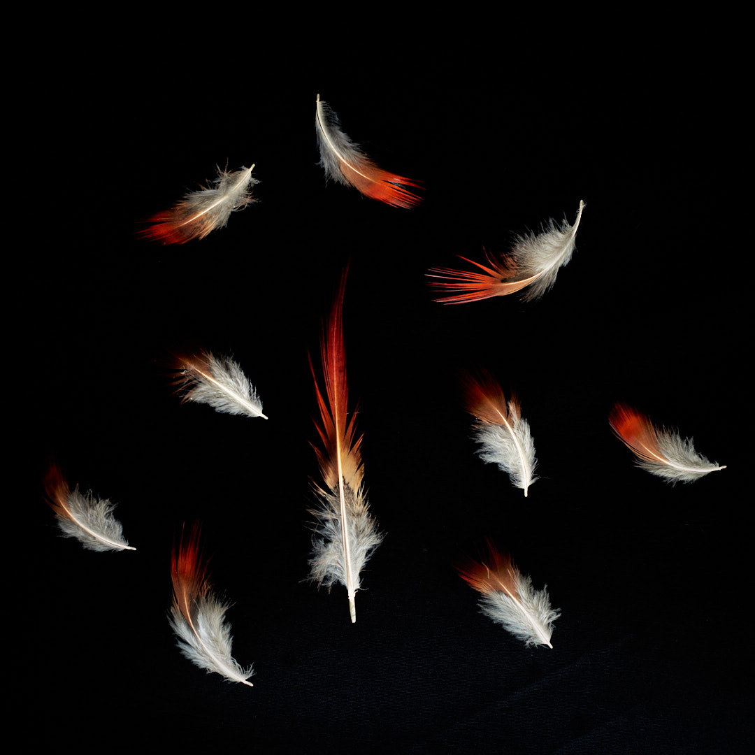 Golden Pheasant Feathers