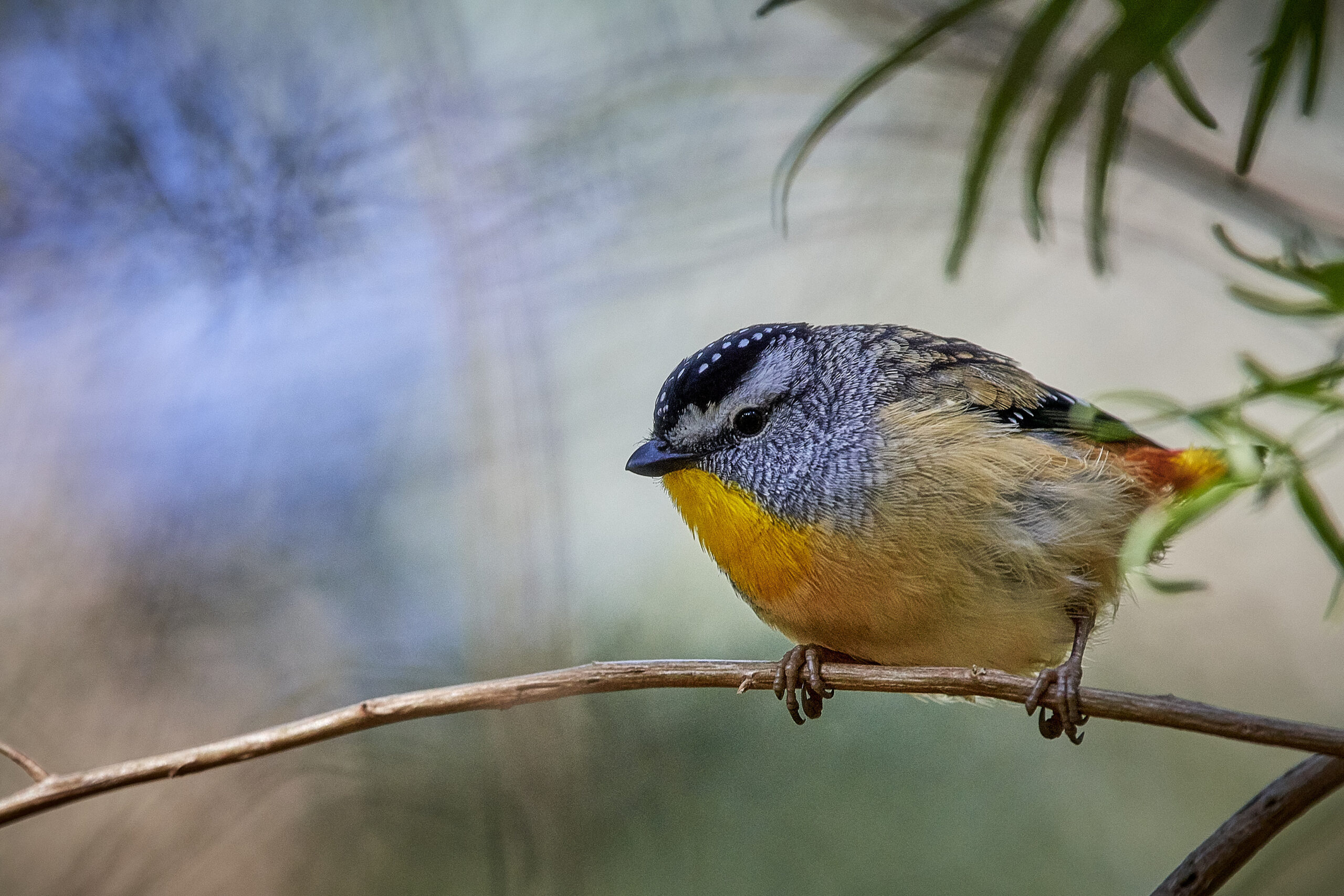 Observing the Spotted Pardalote