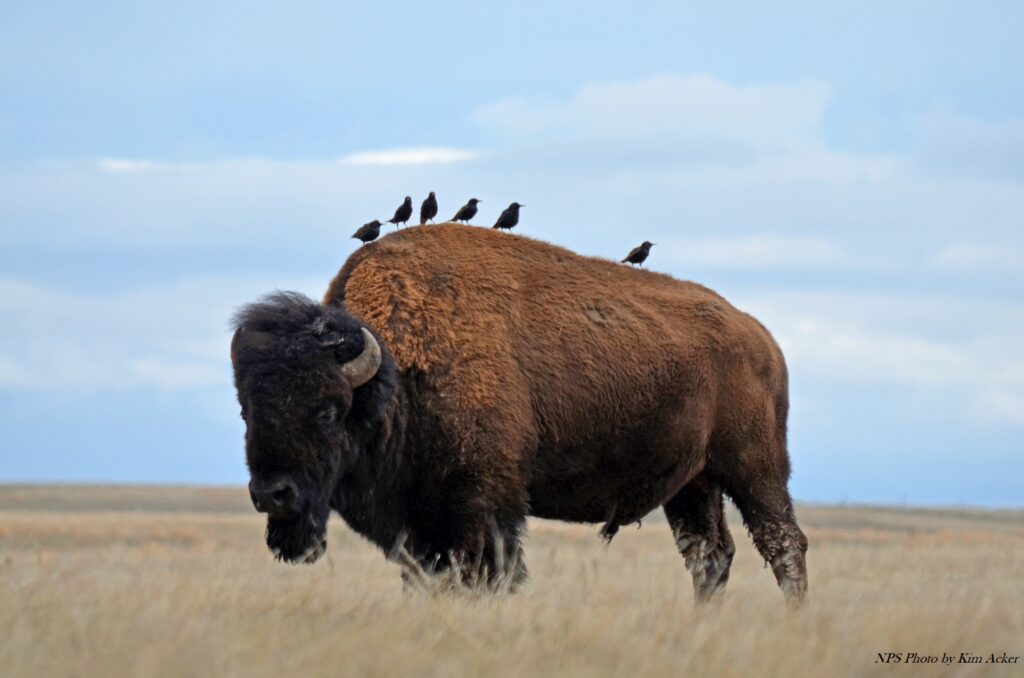 Bison with starling birds on its back