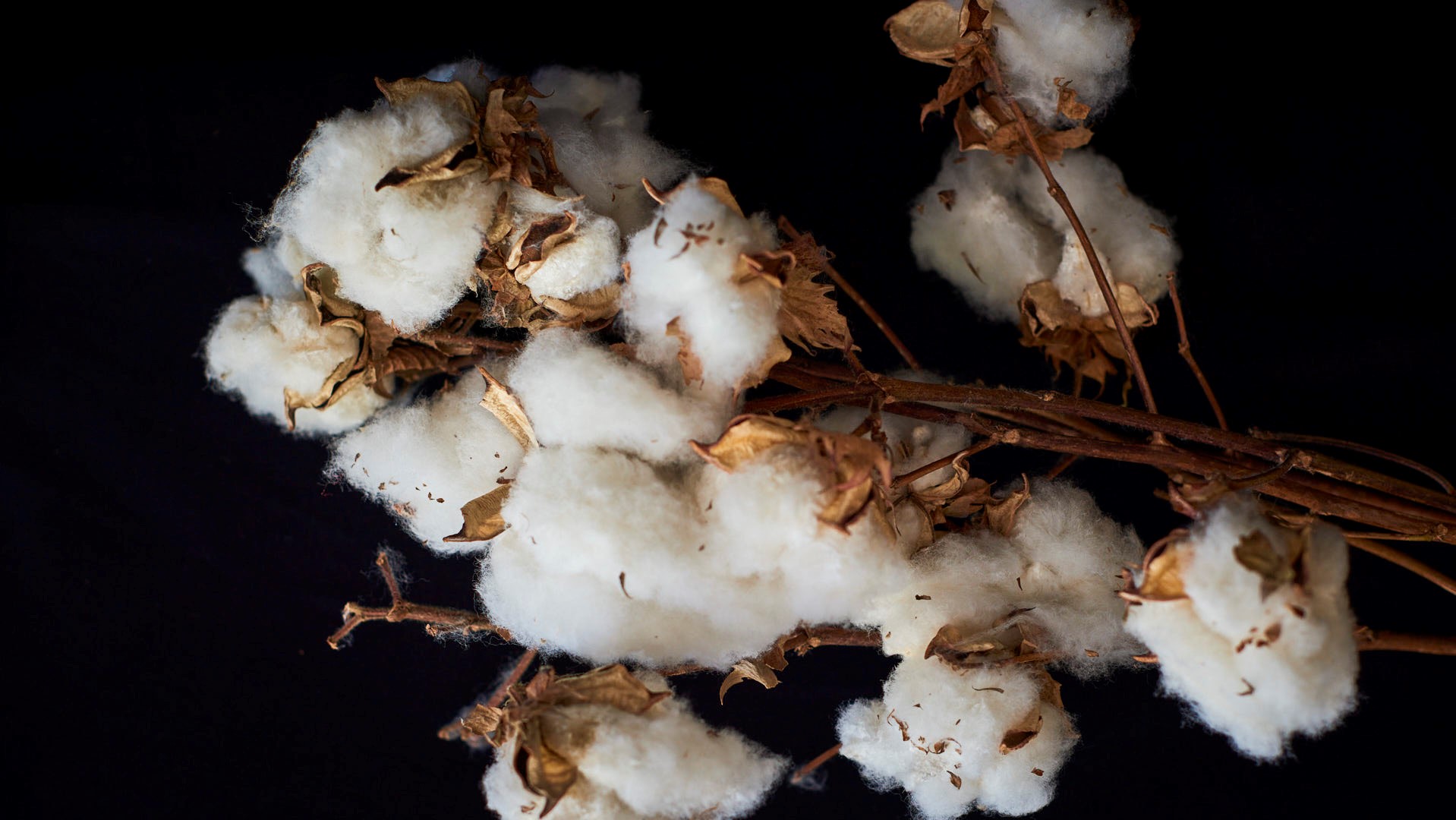 Raw Cotton on Stem
