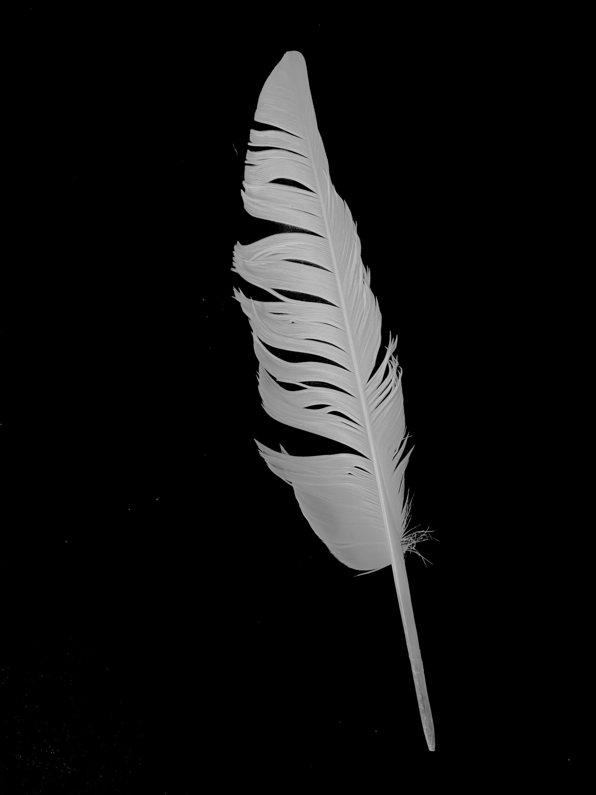 Zora Verona White Feather