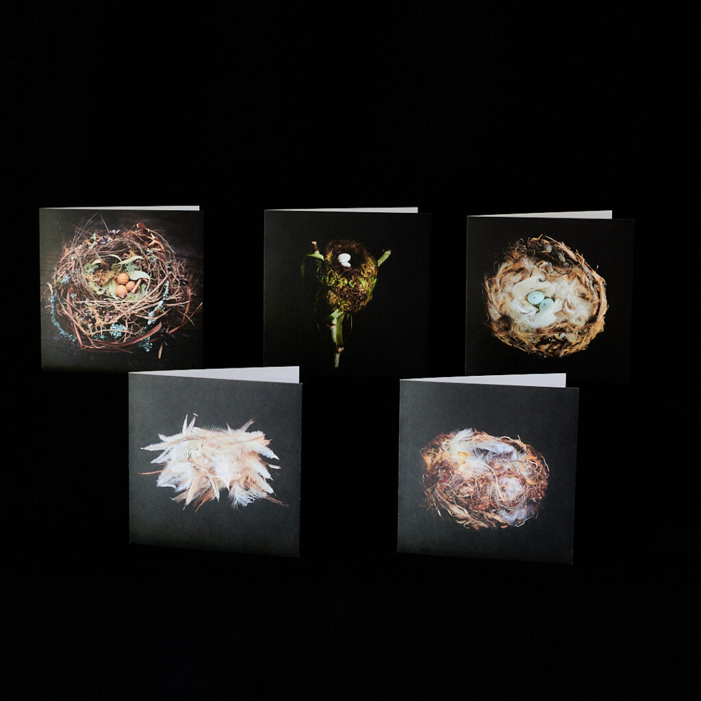 Selection of 5 Nest Sculpture Cards